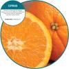 Fresh Products FRS EBC72 CBLBX Eco-Fresh Bowl Clip, Cotton Blossom, Blue (Pack of 12)(Citrus)
