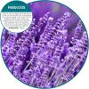 Fresh Products FRS EBC72 CBLBX Eco-Fresh Bowl Clip, Cotton Blossom, Blue (Pack of 12)(Fabulous)