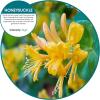 Fresh Products FRS EBC72 CBLBX Eco-Fresh Bowl Clip, Cotton Blossom, Blue (Pack of 12)(Honeysuckle)